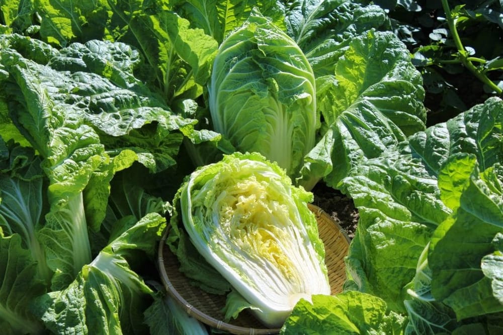 中国産の野菜、本当に悪いの？