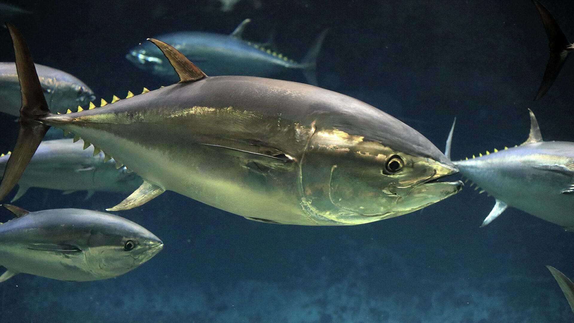 Choose Your Fish Carefully: Top 5 Fish to Avoid