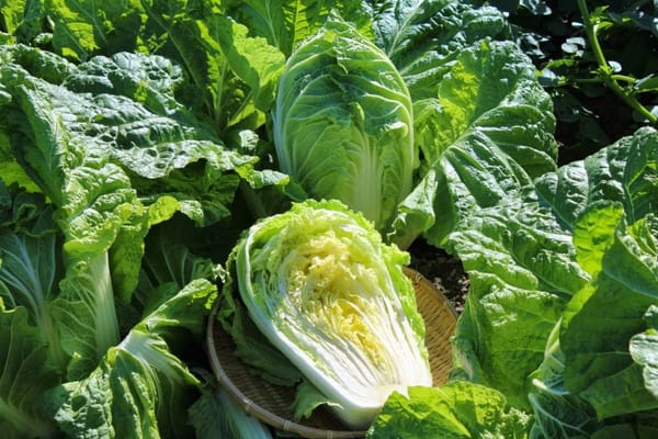 中国産の野菜、本当に悪いの？